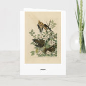 オードゥボンの鳥を悼むカロライナの亀の鳩 カード (裏面)