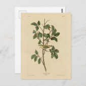 オードゥボンの『アメリカの鳥』から引用したテネシー・ウォーブラー ポストカード (正面/裏面)