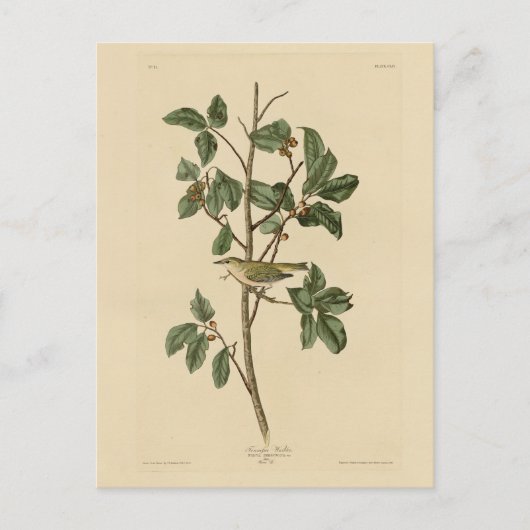 オードゥボンの『アメリカの鳥』から引用したテネシー・ウォーブラー ポストカード (正面)