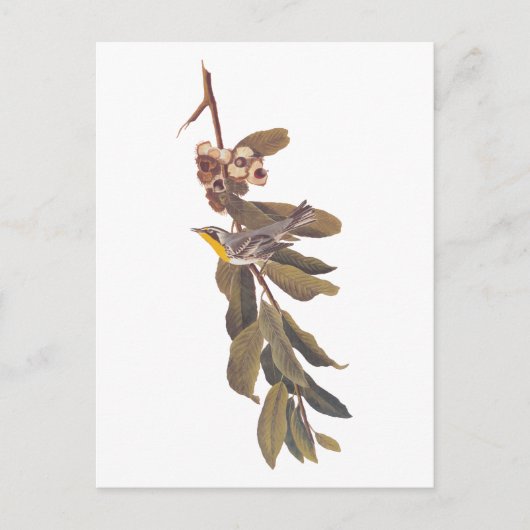 オードゥボンズイエロースロートウォーブラーバーオンツリーブランチ ポストカード (正面)