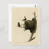 オードゥボンズバーズオブアメリカのハウスウォレン ポストカード (正面/裏面)