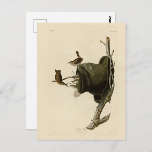 オードゥボンズバーズオブアメリカのハウスウォレン ポストカード (正面/裏面)