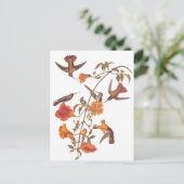 オードゥボンマングローブハミングバードオントランペットつる植物 ポストカード (スタンド正面)