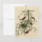 オードゥボン・バーズ・オブ・アメリカのオーチャード・オリオール ポストカード (正面/裏面)