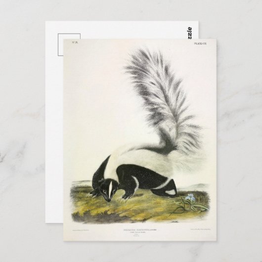 オードボンからフード付きスカンクまたは大尾スカンク ポストカード (正面/裏面)