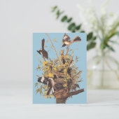 オードボンのかまき鳥 ポストカード (スタンド正面)