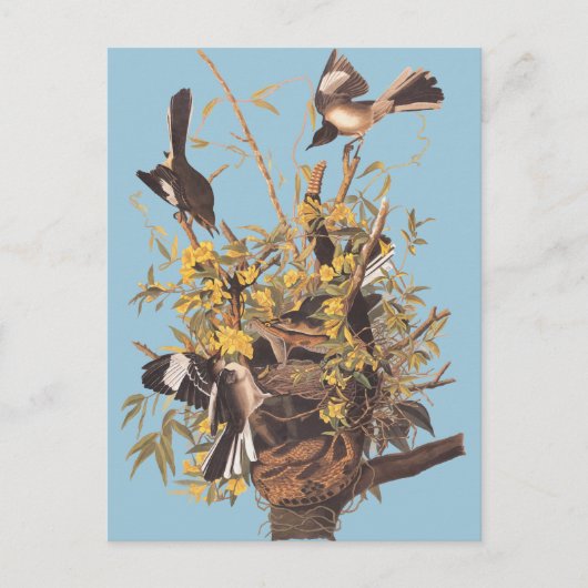 オードボンのかまき鳥 ポストカード (正面)