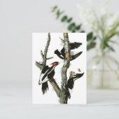 オードボンのアイボリーハシの木ペッカー ポストカード (スタンド正面)