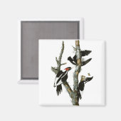 オードボンのアイボリーハシの木ペッカー マグネット (正面/裏面)