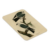 オードボンのアメリカの鳥からのミシシッピ凧 マグネット (右側)