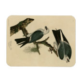 オードボンのアメリカの鳥からのミシシッピ凧 マグネット (横)
