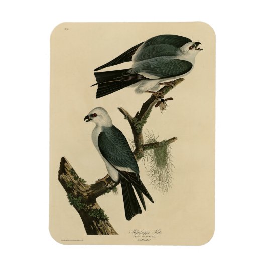 オードボンのアメリカの鳥からのミシシッピ凧 マグネット (縦)