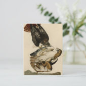 オードボンのアメリカの鳥からアカタカ ポストカード (スタンド正面)