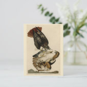 オードボンのアメリカの鳥からアカタカ ポストカード (スタンド正面)