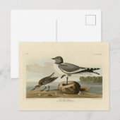 オードボンのアメリカの鳥からアカメの尾を引く ポストカード (正面/裏面)