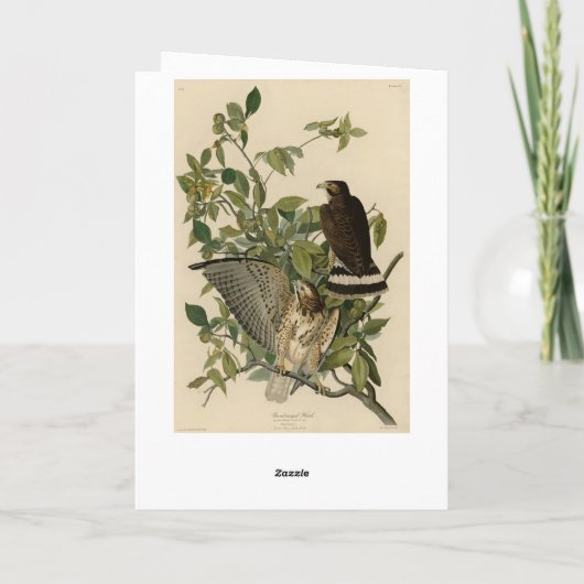 オードボンのアメリカの鳥から広い翼を持つタカ カード (裏面)