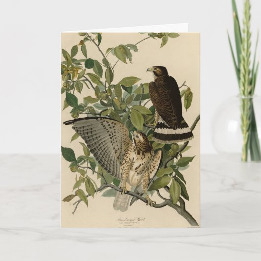 オードボンのアメリカの鳥から広い翼を持つタカ カード (正面)