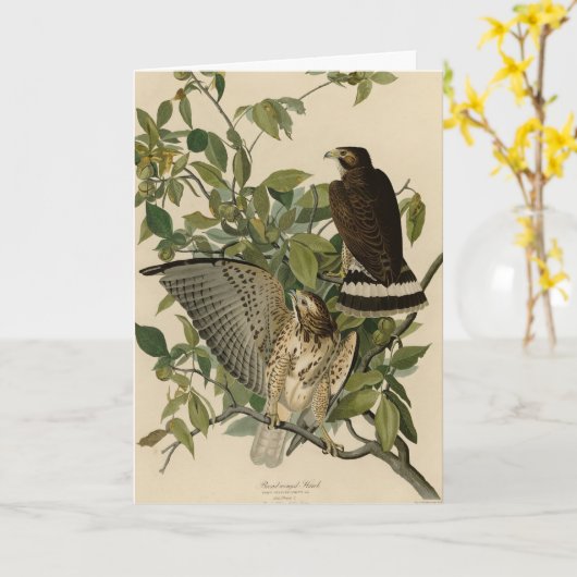 オードボンのアメリカの鳥から広い翼を持つタカ カード (黄色い花)