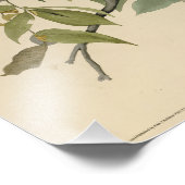 オードボンのアメリカの鳥から広い翼を持つタカ フォトプリント            (角)