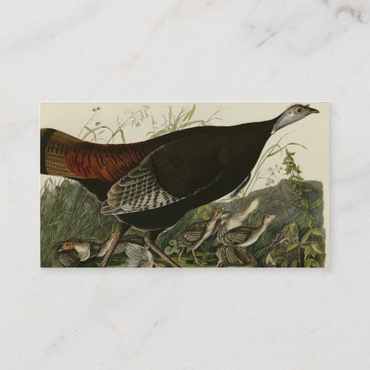 オードボンのアメリカの鳥から来た雌野鳥 名刺 (裏面)