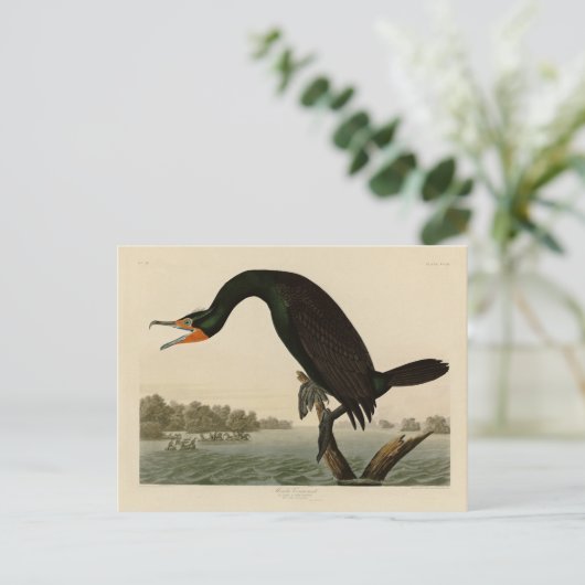 オードボンのアメリカの鳥から生まれたフロリダの鵜 ポストカード (スタンド正面)