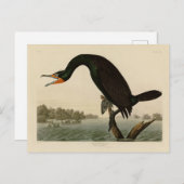 オードボンのアメリカの鳥から生まれたフロリダの鵜 ポストカード (正面/裏面)