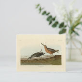 オードボンのアメリカの鳥から生まれた赤いタイのスナイギ ポストカード (スタンド正面)