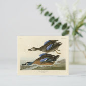 オードボンのアメリカの鳥から生まれた青い翼のティール（緑がかった色） ポストカード (スタンド正面)