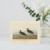 オードボンのアメリカの鳥から胸の胸の胸のサンドパイパー ポストカード (スタンド正面)