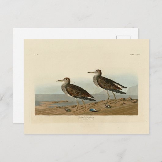 オードボンのアメリカの鳥から胸の胸の胸のサンドパイパー ポストカード (正面/裏面)