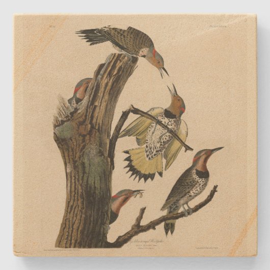 オードボンのアメリカの鳥たちから北のちらつき ストーンコースター (正面)