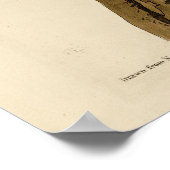 オードボンのアメリカの鳥たちから北のちらつき ポスター (角)