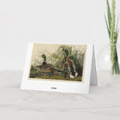 オードボンのアメリカの鳥のマラードアヒル カード (裏面)