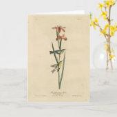 オードボンのアメリカの鳥の北のパルラ カード (黄色い花)