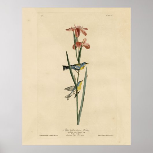 オードボンのアメリカの鳥の北のパルラ ポスター (正面)