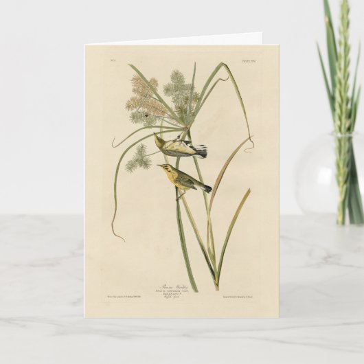 オードボンのアメリカの鳥の大草原のイラクサ カード (正面)