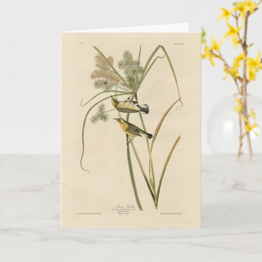 オードボンのアメリカの鳥の大草原のイラクサ カード (黄色い花)