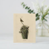 オードボンのアメリカの鳥の湿原ウォレン ポストカード (スタンド正面)