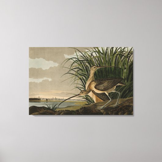 オードボンのアメリカの鳥類から生まれたハシの長いカレイ キャンバスプリント (正面)