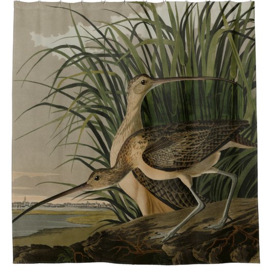 オードボンのアメリカの鳥類から生まれたハシの長いカレイ シャワーカーテン (正面)