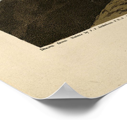 オードボンのアメリカの鳥類から生まれたハシの長いカレイ ポスター (角)