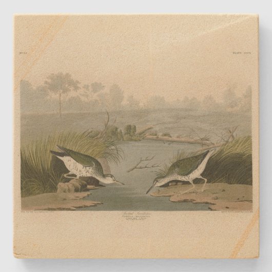オードボンのアメリカの鳥類から見つかるシジロギ ストーンコースター (正面)
