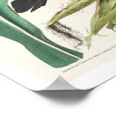 オードボンのカラスまたはクロウブラックバード ポスター (角)