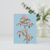 オードボンのキュービエのキングレット鳥ピンクのカリコバス ポストカード (スタンド正面)