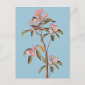 オードボンのキュービエのキングレット鳥ピンクのカリコバス ポストカード (正面)