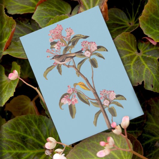 オードボンのキュービエのキングレット鳥ピンクのカリコバス ポストカード
