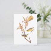 オードボンのケンタッキー・ウォーブラーズ・バードとクモ ポストカード (スタンド正面)