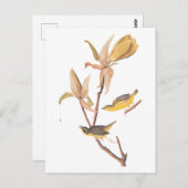 オードボンのケンタッキー・ウォーブラーズ・バードとクモ ポストカード (正面/裏面)