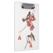 オードボンのコメの束ねた鳥やボリンクの鳥 クリップボード (右)