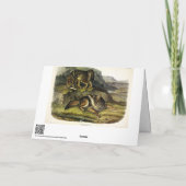 オードボンの四肢動物の大草原ウルフ（コヨーテ） カード (裏面)